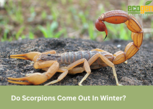 Do Scorpions Come Out In Winter?