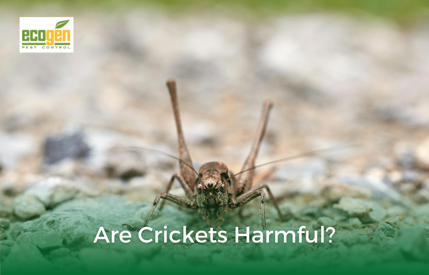 Are Crickets Harmful? EcoGen Pest Control