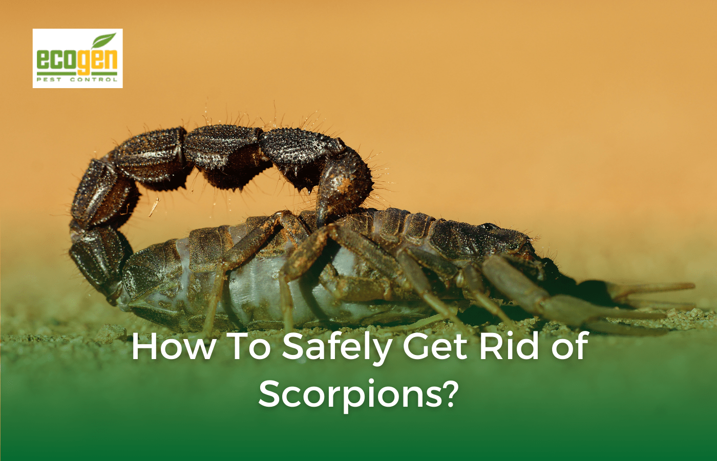Vivid How Do You Get Rid Of Scorpions Moment for Desktop Vivid How Do You Get Rid Of Scorpions Moment for Desktop