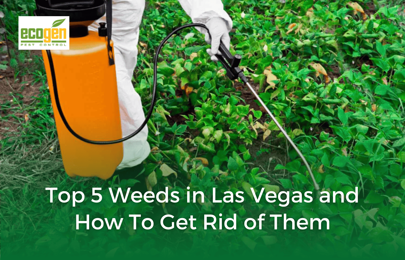 Top 5 Weeds in Las Vegas and How to Get Rid of Them EcoGen Pest Control