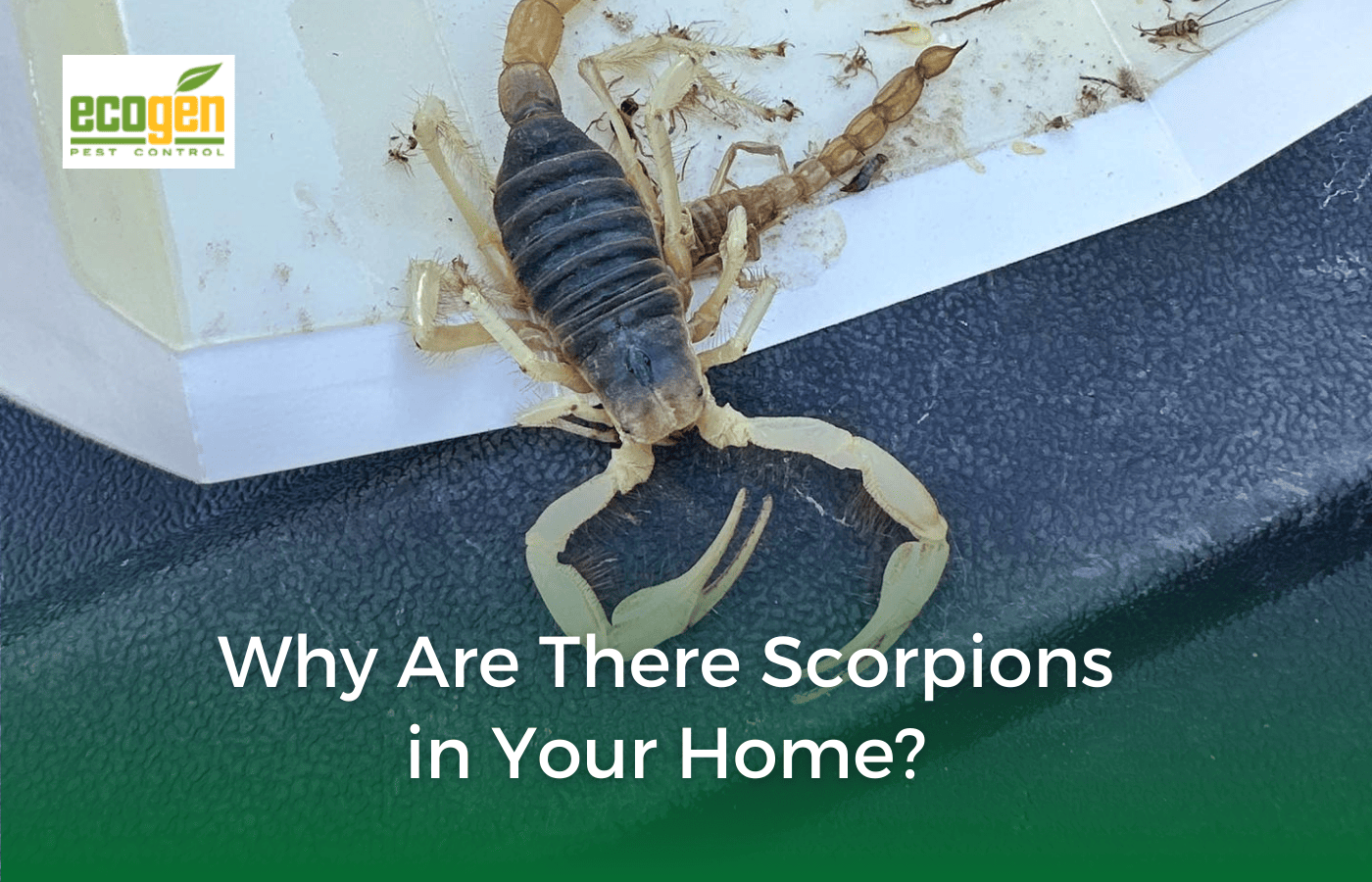 Why Are There Scorpions in Your Home EcoGen Pest Control