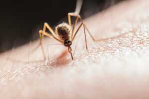 A close-up image of a mosquito perched on human skin, with its proboscis inserted, likely feeding. The fine details of the mosquito and skin texture are clearly visible—ideal for illustrating Ecogenpest solutions by Ecogen.