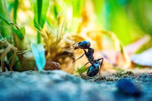 A close-up image of a black ant walking on the ground, surrounded by green grass and plants, with blurred vegetation in the background. Captured from a low angle, this Ecogenpest photo highlights nature’s detail in bright light.