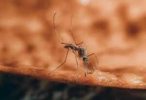 A close-up photo of a mosquito standing on a rough, orange-brown surface captures its long legs and fine wing details. The softly blurred background highlights the insect—perfect for illustrating Ecogenpest’s expertise in eco-friendly mosquito control.