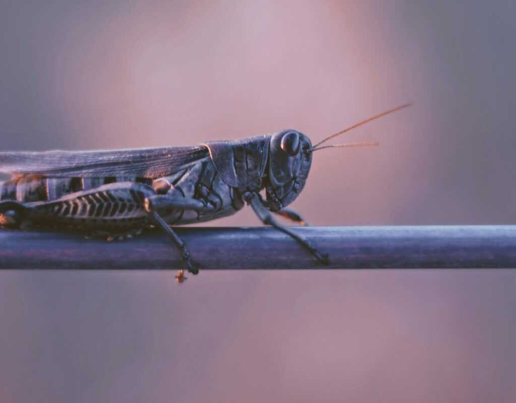 A close-up view of a grasshopper resting on a thin, horizontal branch with a blurred purple and pink background, showcasing Ecogenpest’s commitment to eco-friendly pest solutions.