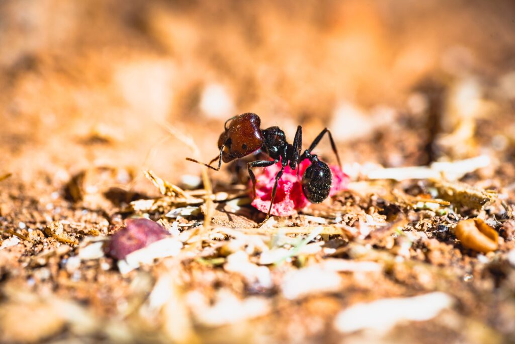 A close-up of a black ant with a reddish-brown head stands on a pinkish object amid brown dirt and debris, showcasing Ecogenpest’s focus on natural pest habitats. The background is blurred.