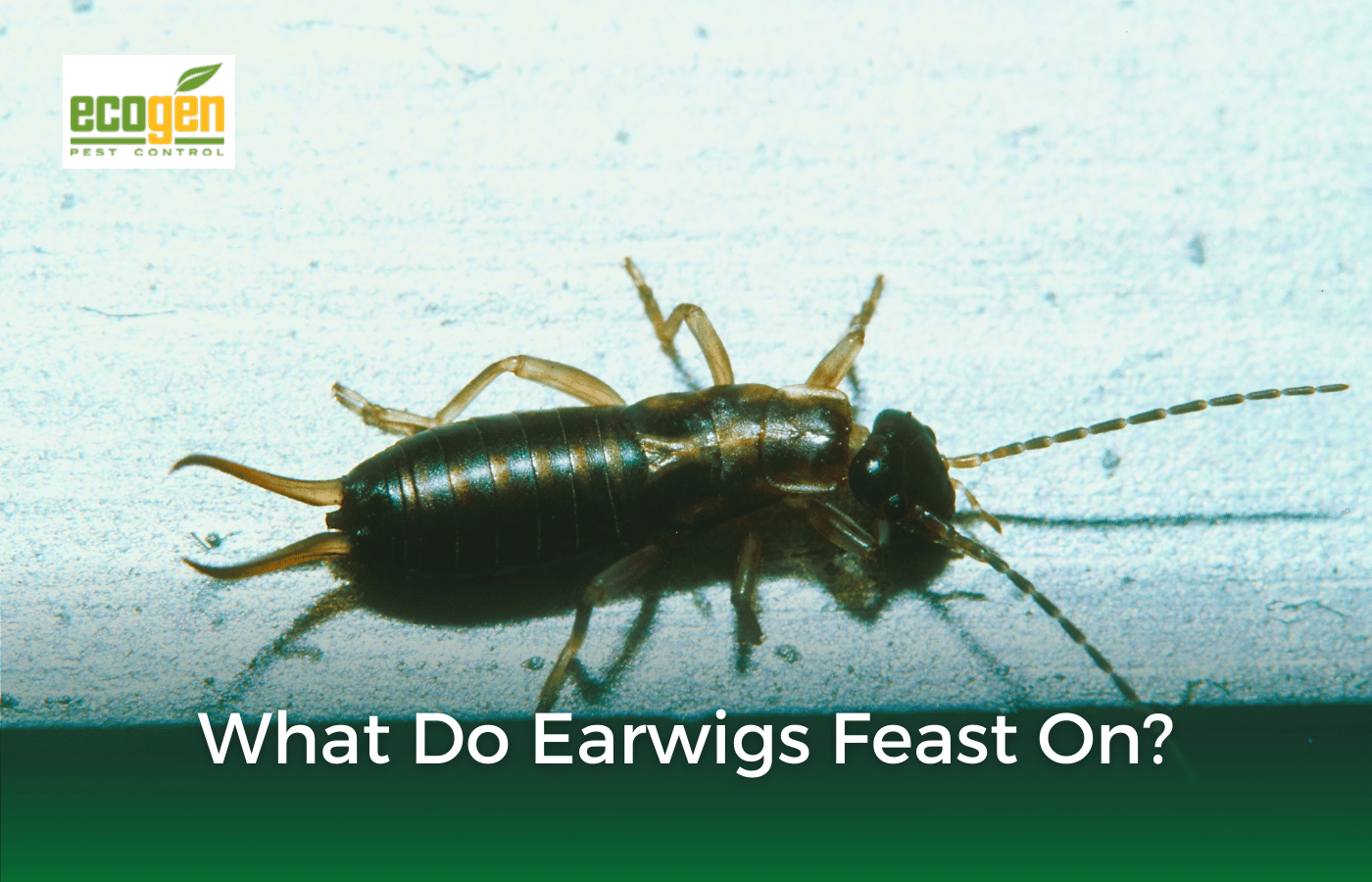 What Do Earwigs Feast On? EcoGen Pest Control