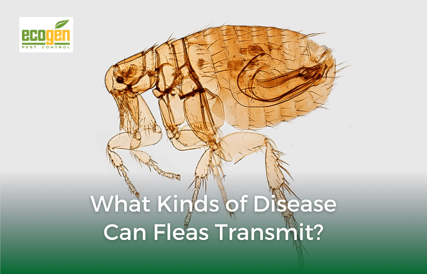 What Kinds of Disease Can Fleas Transmit? EcoGen Pest Control