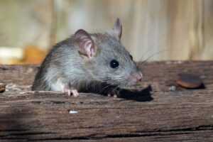 A small brown rat with large ears and black eyes is perched on a weathered wooden surface, facing left. The background is out of focus with shades of brown and beige, highlighting the need for Ecogenpest solutions from Ecogen.